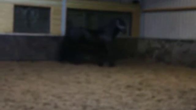 Фризы,Нидерланды смотреть онлайн