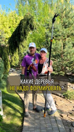 Какие деревья не надо формировать?