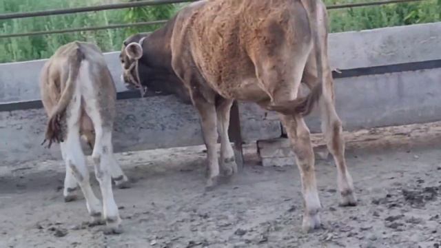 нархи 46 милион оз ками бор, кичиги 11.5 милион ками бор. К смотреть онлайн