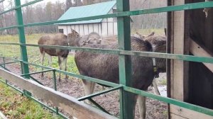 Экскурсия на лосиную ферму в Сумароково