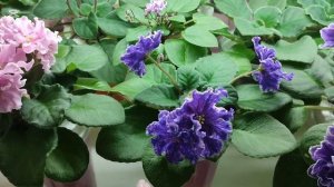 Как определить название сорта фиалки по фотографии?