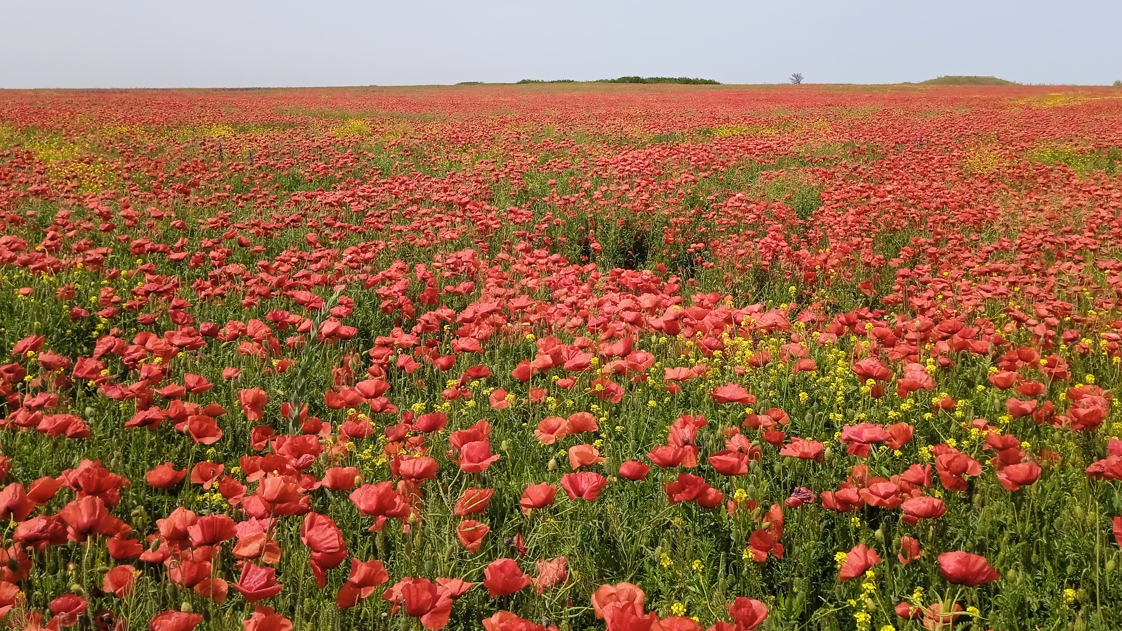Цветущая степь. Таманский полуостров🌺🌺🌺🌺