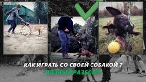 Я спросил профессиональных дрессировщиков о том, как играть с собакой и вот что они сказали