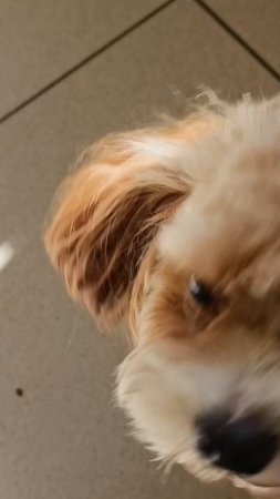 Спарки в кафе✨✨✨🐶✨✨✨🐕