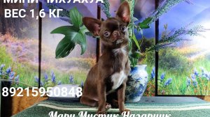 Почему НЕ НАДО покупать ЩЕНКА в семью с маленькими детьми ? 25.05.25 #купитьчихуапродаю 89215950848