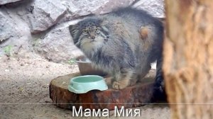 Поздравляем маму Мию с тремя очаровательными манульчиками.