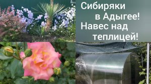 Сибиряки на юге/Розы зацвели/Зачем навес над теплицей/Томаты зреют/