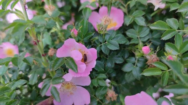 Ревю на Xiaomi Mi 10 смотреть онлайн