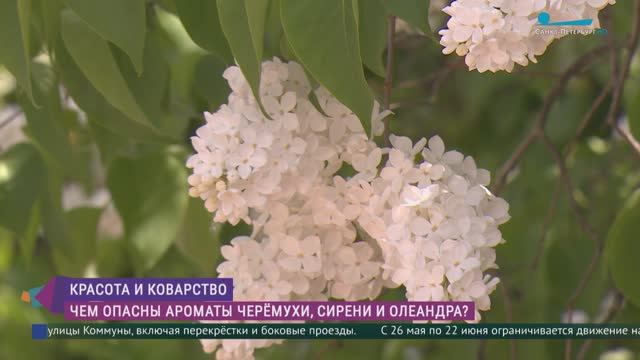 Красота и коварство. Чем опасны ароматы черёмухи, сирени и олеандра?