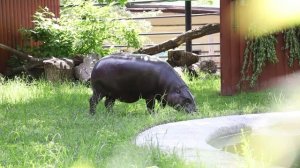 Бегемот Ксюша открыла летний сезон в Московском зоопарке