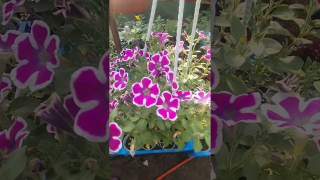 Петуния Hippy Chick Violet! Одна из самых сильных !