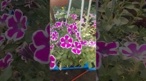 Петуния Hippy Chick Violet! Одна из самых сильных !