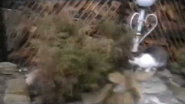 Зефір (Мой кот любит хип-хоп) смотреть онлайн