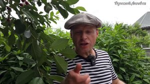 Вареники с клубникой!! Домашняя кухня Липован! Украинс