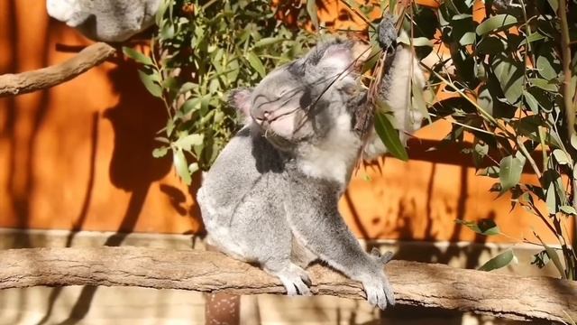 Saveliy Ad ШОК. спалился. Забыл ВЫКЛЮЧИТЬ КАМЕРУ? смотреть онлайн