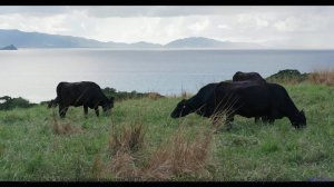 Под эту музыку даже лес выглядит как сказка - Blues_Gospel_Beat -- HoliznaCC0 -- Left Overs