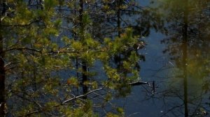 Владимирская область – 3 серия. Дюкинский заказник, ск