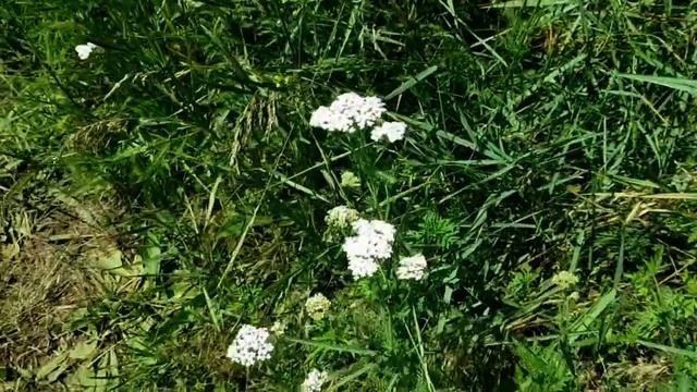 САМВЕЛ АДАМЯН МАМА ОБЕСЦЕНИЛА ПОДВИГ ЗИНЫ. АРТЁМ И СВЕ смотреть онлайн