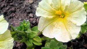 Цветы уходящей весны, юг России  #топыкатегорий