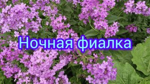 🌜Ночная🌸фиалка #красотаприроды #цветы #музыка #сад огород