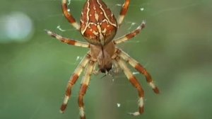 Araneus spider - Паук крестовик