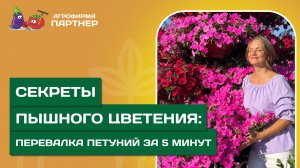 ПЕРЕВАЛКА ПЕТУНИЙ // Как добиться пышного цветения