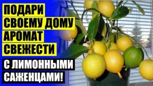 ⭐ Как вырастить с косточек лимон ✔