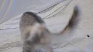 cat3color 05-2025