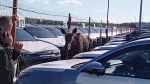 Лось заблудился на парковке