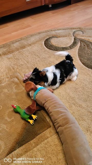 бивер щенок смотреть онлайн