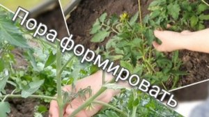 Формирование и подвязка высокорослых томатов