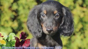 Шахматный Король из Страны Грёз