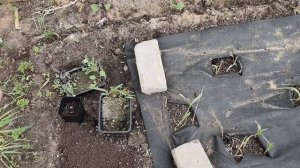 26.05.2025  посадка баклажан и огурцов и больших и маленьких