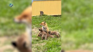 В Карелии лисье семейство появилось на свет в подвале жилого дома