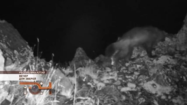 Вечер для зверей смотреть онлайн