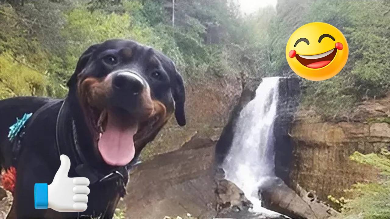 Самые Смешные Видео про Кошек И Собак 🐱2🐶 - Лучшие Приколы Про Животных 😁
