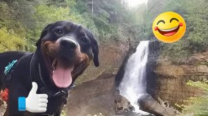 Самые Смешные Видео про Кошек И Собак 🐱2🐶 - Лучшие Приколы Про Животных 😁
