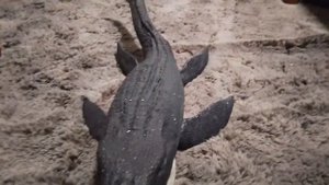 Обзор на САМЫХ больших динозавров ( Dinosaur TV.)