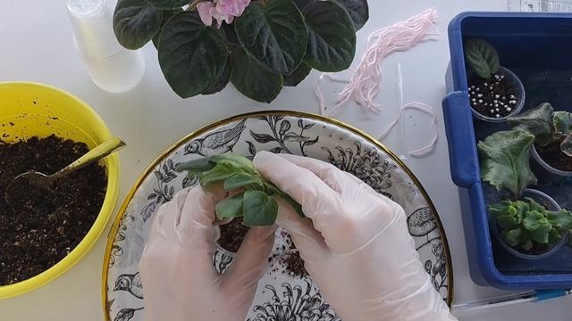 Купили фиалки? А что дальше? смотреть онлайн