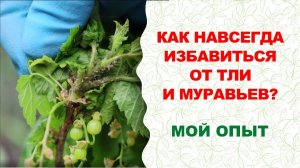 Тля и муравьи атакуют? Лучшие народные и биосредства против вредителей. Прекрасная Гузалия