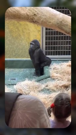Обезьяний ПОДКАТ 😂 ЗАСТЕСНЯЛСЯ в Конце 😅 #funnyanimals #юмор #funny