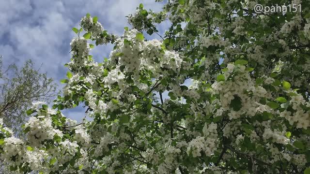 Цветущий ОМСК // 3-я серия про отпуск 2025 смотреть онлайн