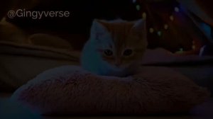 🔦 Tiny Cat’s Rainy Day Fort_ So Cozy, You’ll Wish You Lived There 🌧️🍪