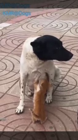 Молочный рэкет😂 ( видео про собак и котят )