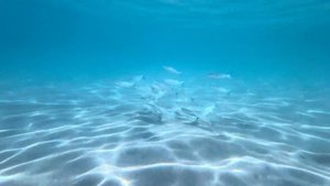 iPhone 13 waterproof in the Red sea snorkeling Hurghada | iPhone 13 съёмка под водой