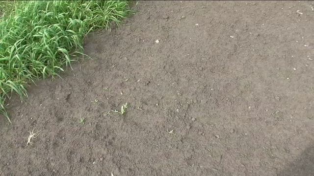 Посев тыквы в открытый грунт