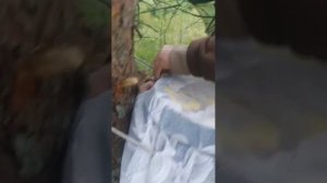 Дикий мёд_ Борть или бочка