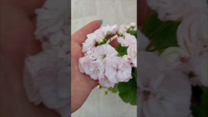 пеларгония сорт ЮВ-Меренга