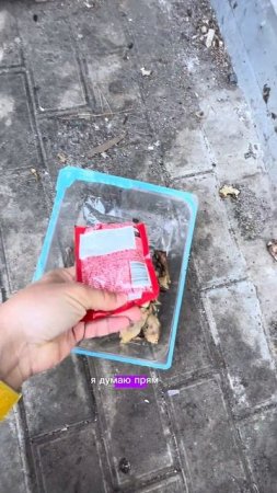 Стоит только пошуршать пакетиком, как… #песбатон #собакабатон #собакаишелест #батонбатуми #собака