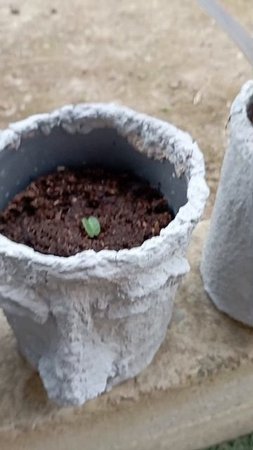 высаживаем комнатные цветы